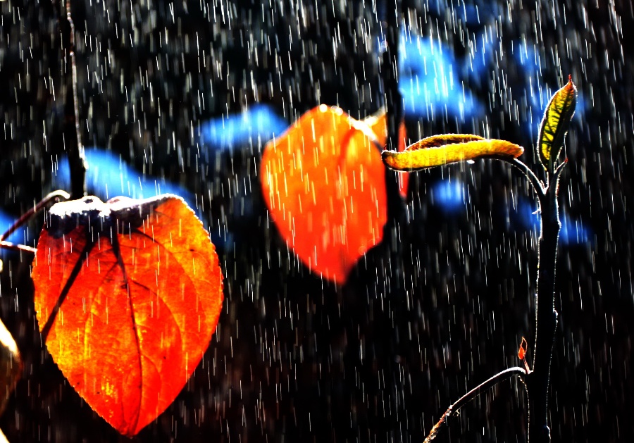 【写秋雨的诗】