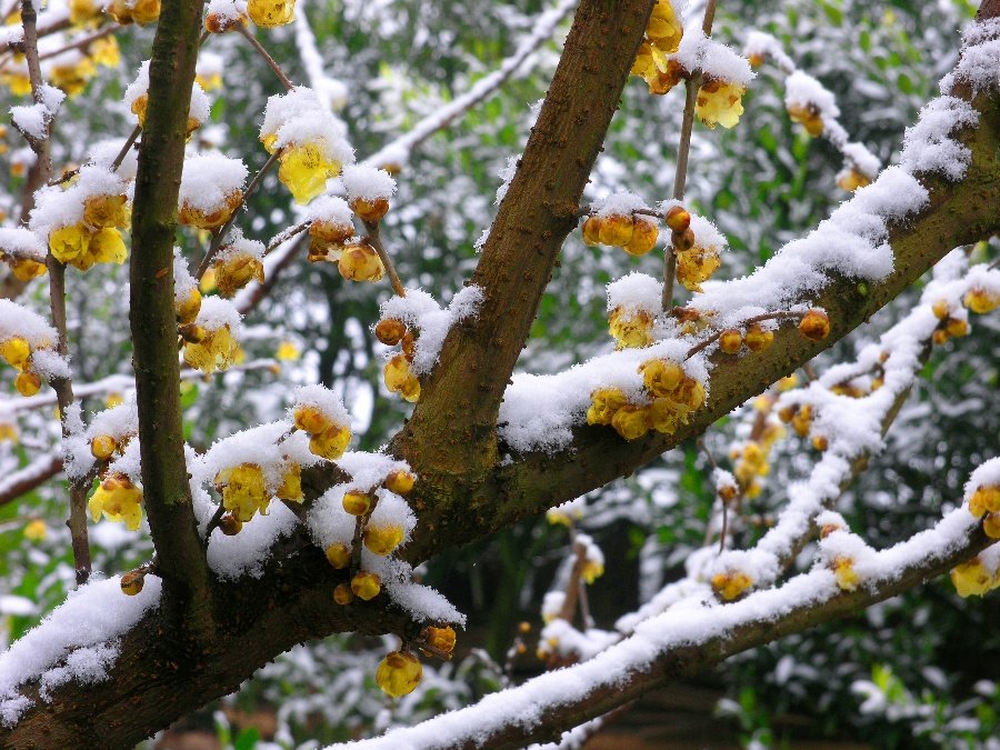 [adm作品]腊梅傲雪